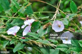 Attēlu rezultāti vaicājumam “Convolvulaceae”