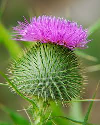 Attēlu rezultāti vaicājumam “Cirsium vulgare”