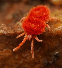 Attēlu rezultāti vaicājumam “Trombidiidae”