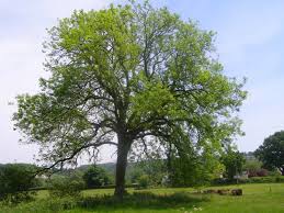 Attēlu rezultāti vaicājumam “Fraxinus excelsior”