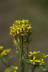Attēlu rezultāti vaicājumam “Erysimum hieracifolium leaf”