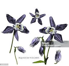 Attēlu rezultāti vaicājumam “Aquilegia vulgaris bud”