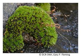 Attēlu rezultāti vaicājumam “Gymnostomum aeruginosum”