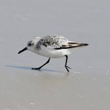 Attēlu rezultāti vaicājumam “Calidris alba adult”