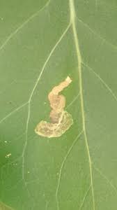 Attēlu rezultāti vaicājumam “Gracillaria syringella larva”