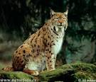 Lynx Photos, Lynx Images | NaturePhoto-