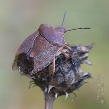 Attēlu rezultāti vaicājumam “Palomena prasina imago”