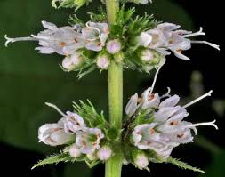 Attēlu rezultāti vaicājumam “Mentha spicata flower”
