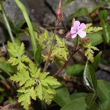Attēlu rezultāti vaicājumam “Geranium robertianum leaf”
