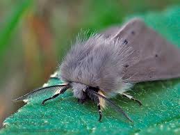 Attēlu rezultāti vaicājumam “Diaphora mendica”