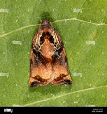 Attēlu rezultāti vaicājumam “Archips podana female”