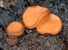 Attēlu rezultāti vaicājumam “Scutellinia scutellata”