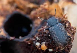 Attēlu rezultāti vaicājumam “Bolitophagus reticulatus”