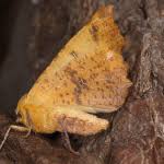 Attēlu rezultāti vaicājumam “Ennomos autumnaria male”