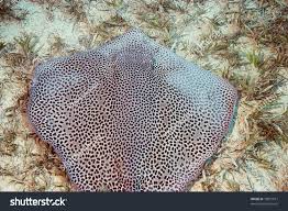 Image result for Himantura uarnak