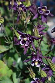 Attēlu rezultāti vaicājumam “Aquilegia vulgaris flower”