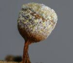 Attēlu rezultāti vaicājumam “Craterium aureonucleatum”