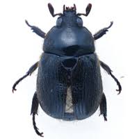 Attēlu rezultāti vaicājumam “Aphodius sp. imago”