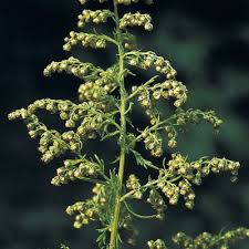 Image result for Artemisia annua