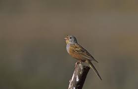 Image result for Emberiza caesia