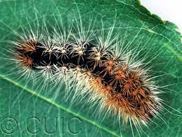 Attēlu rezultāti vaicājumam “Acronicta auricoma larva”