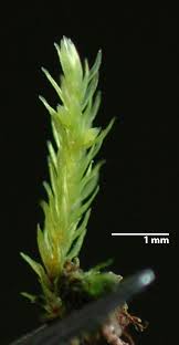 Attēlu rezultāti vaicājumam “Pohlia annotina”