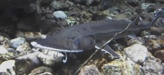 Image result for Scaphirhynchus platorynchus
