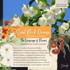 Attēlu rezultāti vaicājumam “Philadelphus coronarius”