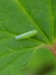 Attēlu rezultāti vaicājumam “Empoasca sp.”