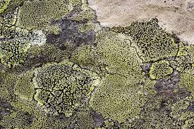 Attēlu rezultāti vaicājumam “Rhizocarpon geographicum”