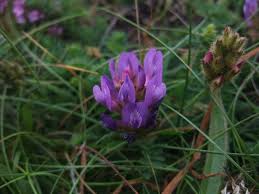 Attēlu rezultāti vaicājumam “Astragalus danicus flower”