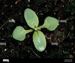 Attēlu rezultāti vaicājumam “Epilobium montanum leaf”