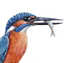 Attēlu rezultāti vaicājumam “Alcedo atthis”