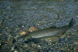 Image result for Salvelinus confluentus