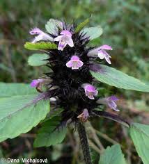 Attēlu rezultāti vaicājumam “Galeopsis tetrahit”