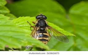 Attēlu rezultāti vaicājumam “Sericomyia silentis”