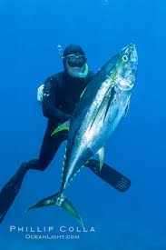 Image result for Thunnus albacares