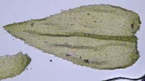 Attēlu rezultāti vaicājumam “Eurhynchiastrum pulchellum”