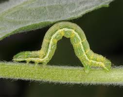 Attēlu rezultāti vaicājumam “Pseudopanthera macularia”