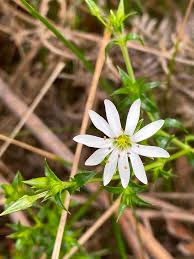 Attēlu rezultāti vaicājumam “Stellaria palustris flower”