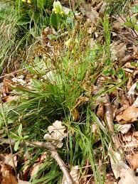 Attēlu rezultāti vaicājumam “Carex digitata”