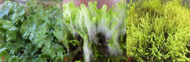 Attēlu rezultāti vaicājumam “Jungermannia hyalina”