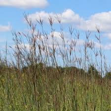 Attēlu rezultāti vaicājumam “Enteridium liceoides sessile”