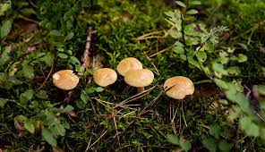 Attēlu rezultāti vaicājumam “Suillus bovinus”