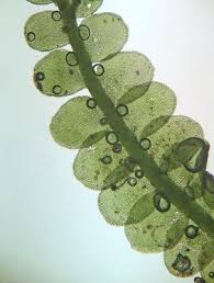 Attēlu rezultāti vaicājumam “Odontoschisma sphagni”