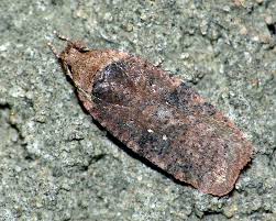 Attēlu rezultāti vaicājumam “Agonopterix ciliella”