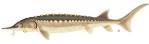 Atlantic Sturgeon - Acipenser oxyrhynchus