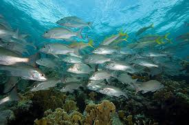 Image result for Lutjanus mahogoni