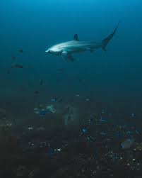 Image result for Alopias pelagicus