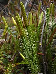 Attēlu rezultāti vaicājumam “Lycopodium annotinum”